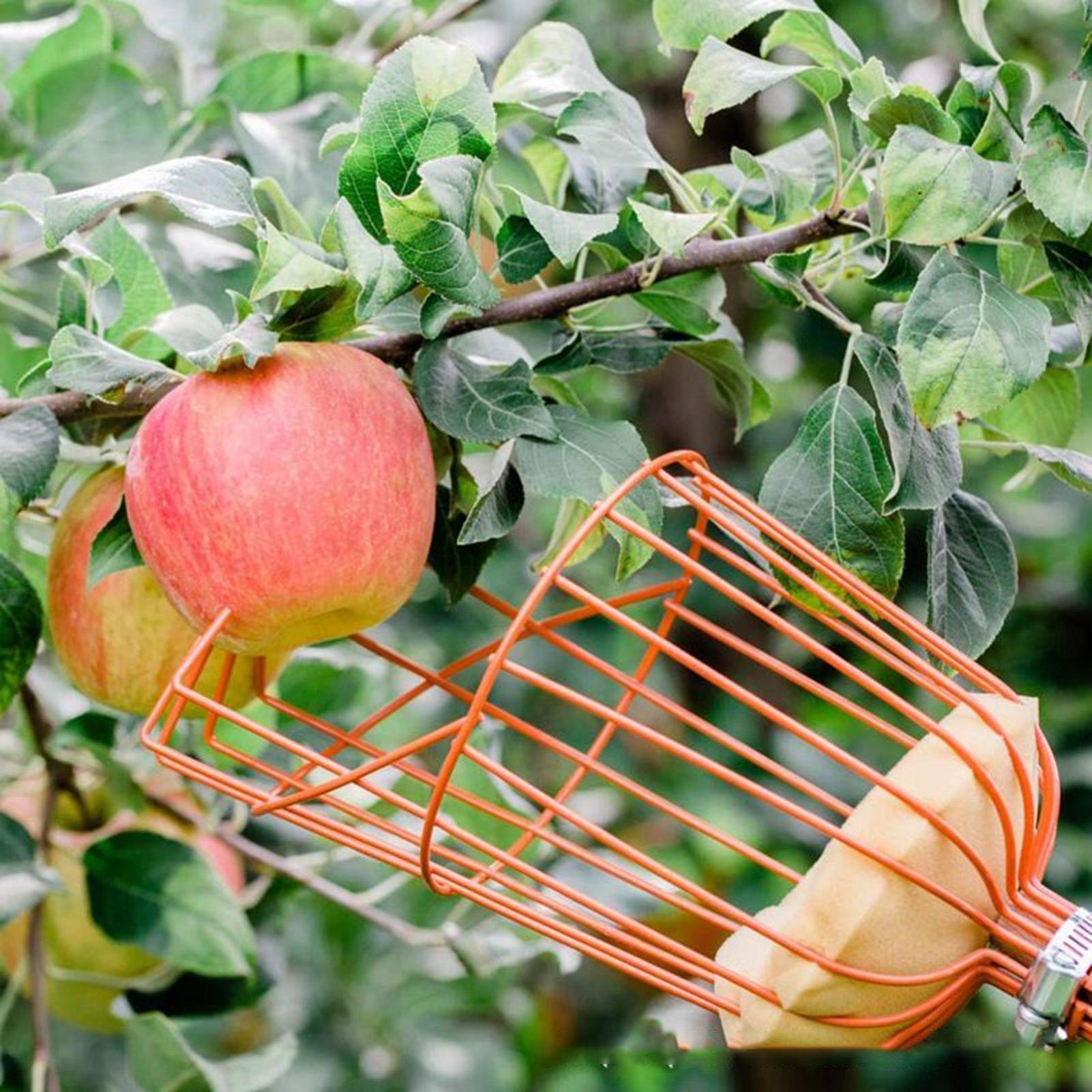 Cueilleur de fruits à poignée  - Gardening Tools Basket avis et prix