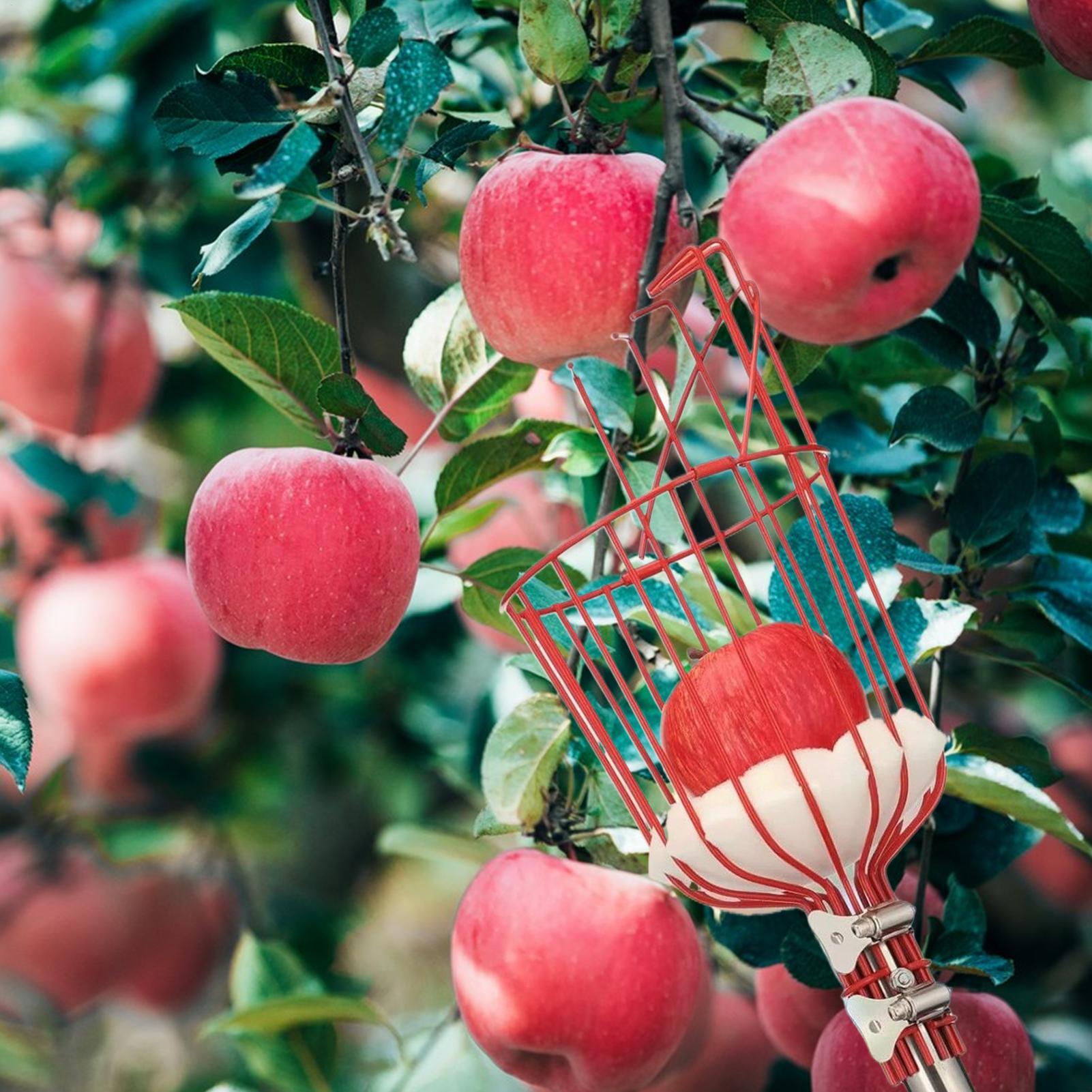 Cueilleur de fruits à poignée  - Gardening Tools Basket avis et prix