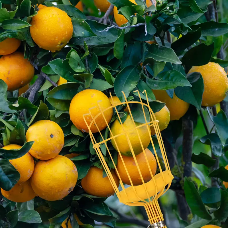 Outil de cueillette de fruits  - Gardening Tools Basket avis et prix